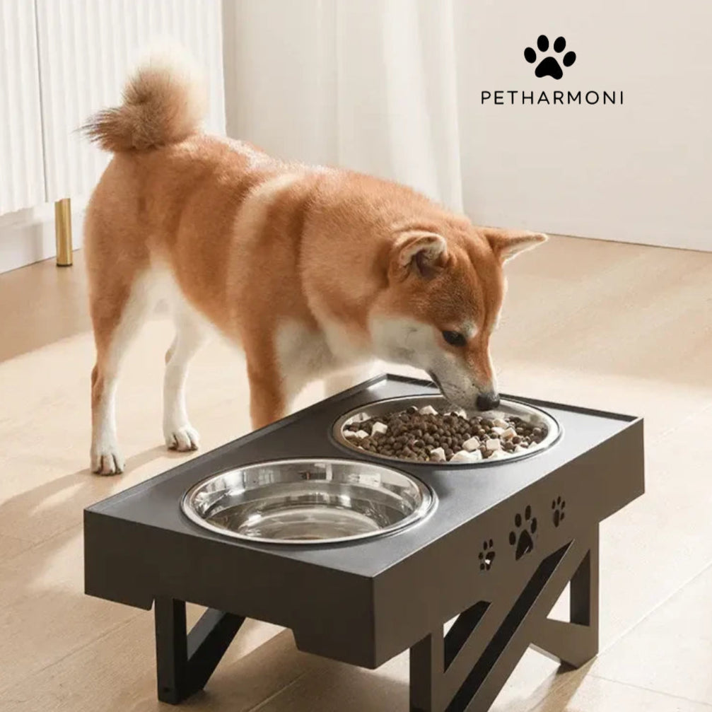 Raised Dog Bowl